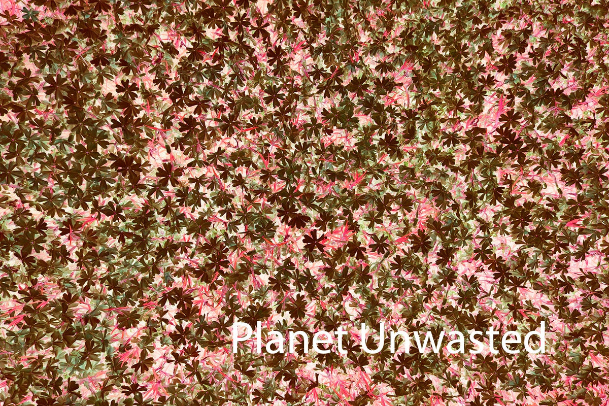 Purple Flower Patch Inverted Red and Brown Texture Original Photograph