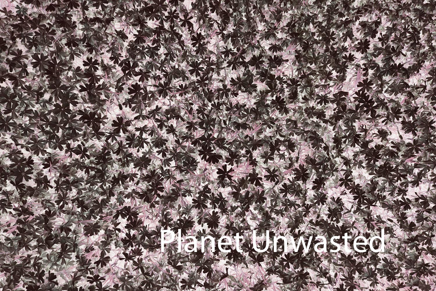 Purple Flower Patch Inverted Reds and Grays Texture Original Photograph