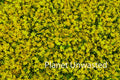 Purple Flower Patch Yellow Texture Original Photograph