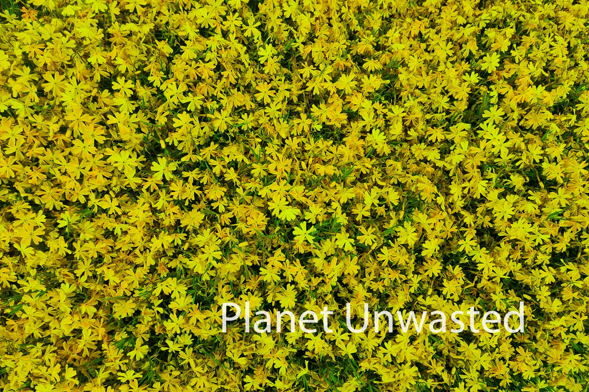 Purple Flower Patch Yellow Texture Original Photograph