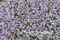 Purple Flower Patch Texture Original Photograph