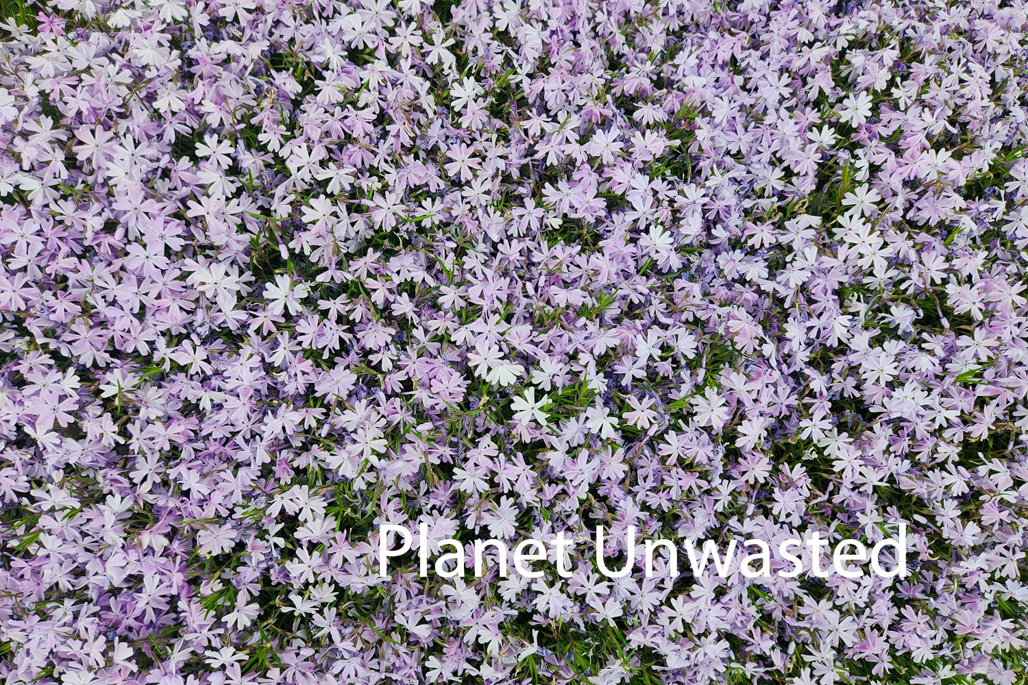 Purple Flower Patch Texture Original Photograph