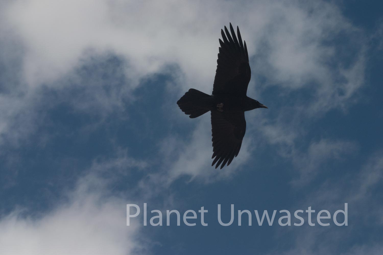 Raven Overhead at Petrified Forest National Park Stock Photography