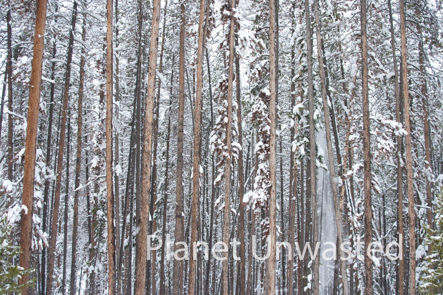 Tree Trunks at Rocky Mountain National Park Stock Photography