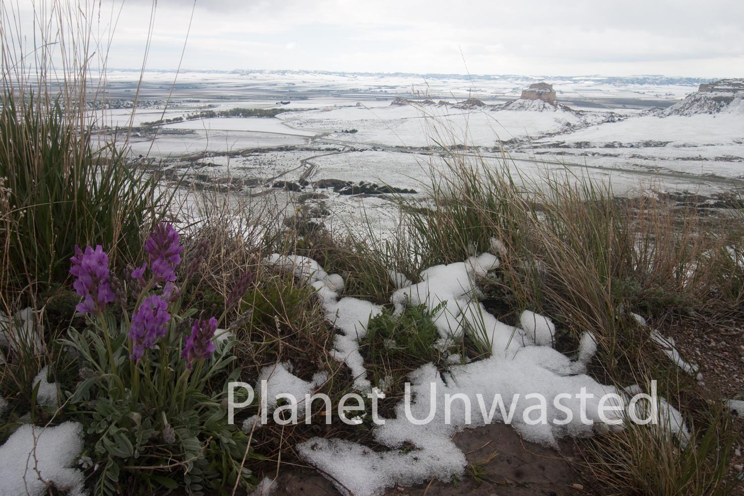 Flower View at Scotts Bluff National Monument Stock Photography