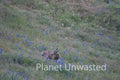 Deer in Purple Flowers at Sequoia National Park Stock Photography