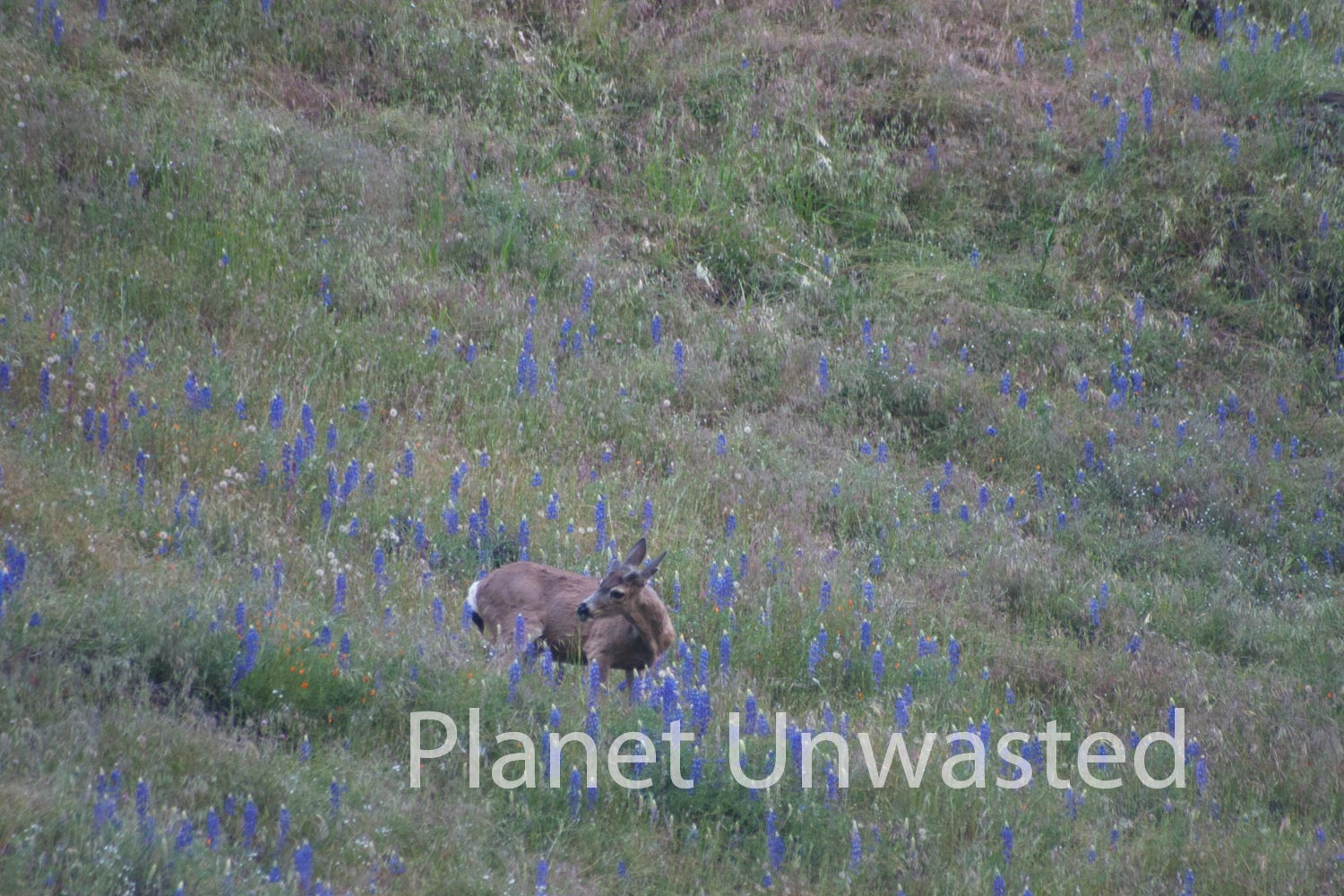 Deer in Purple Flowers at Sequoia National Park Stock Photography