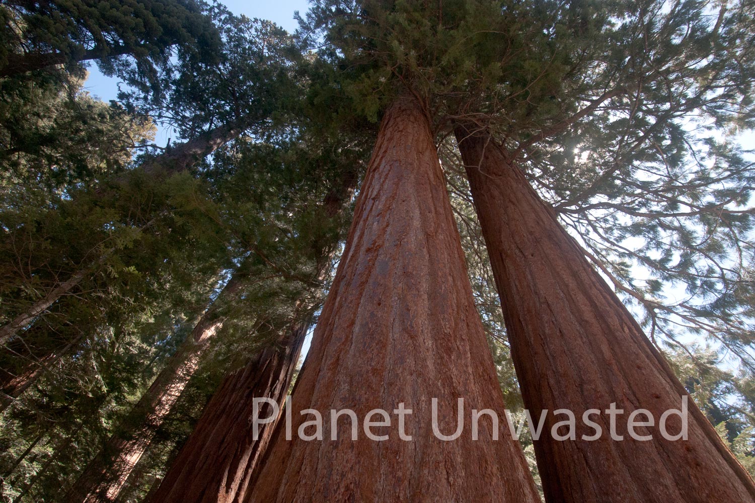 Giant Trees at Sequoia National Park Stock Photography