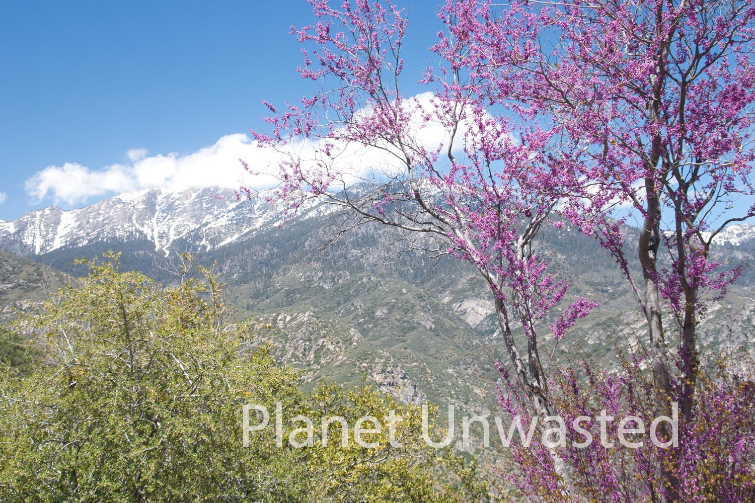 Purple Trees at Sequoia National Park Stock Photography