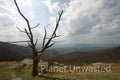 Dead Tree at Shenandoah National Park Stock Photography