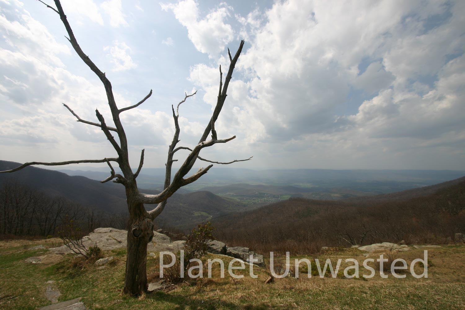 Dead Tree at Shenandoah National Park Stock Photography