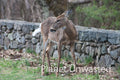Deer at Shenandoah National Park Stock Photography