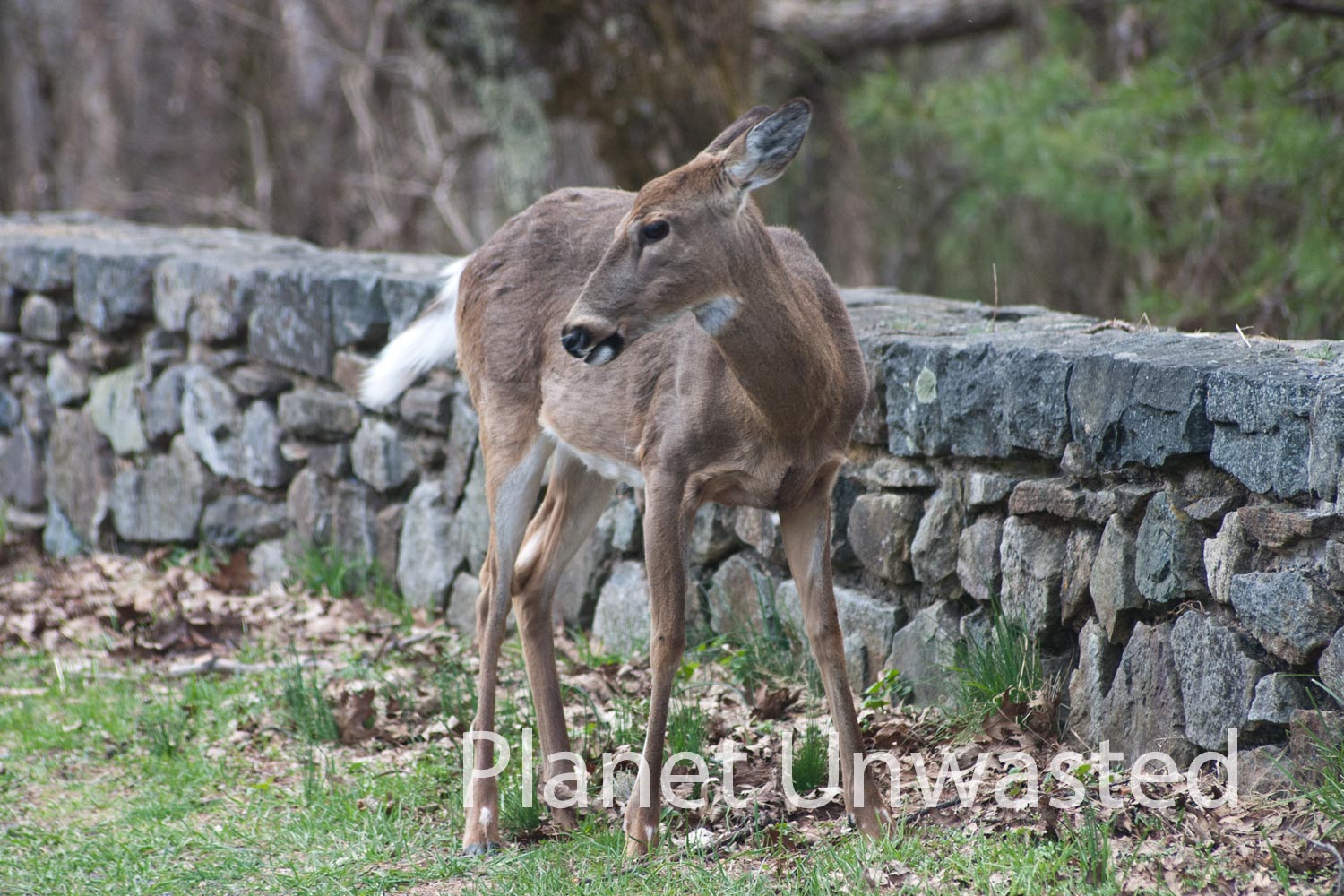 Deer at Shenandoah National Park Stock Photography
