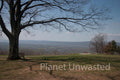 Tree with Bench at Shenandoah National Park Stock Photography