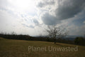 Tree in Field at Shenandoah National Park Stock Photography