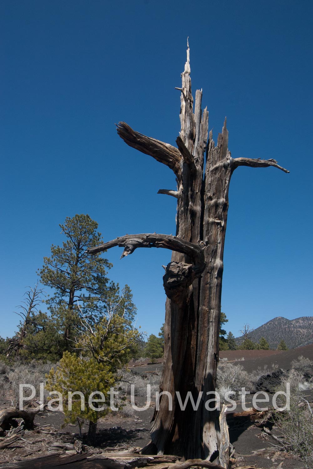 Dead Tree Vertical at Sunset Crater National Monument Stock Photography