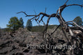 Dead Tree at Sunset Crater National Monument Stock Photography