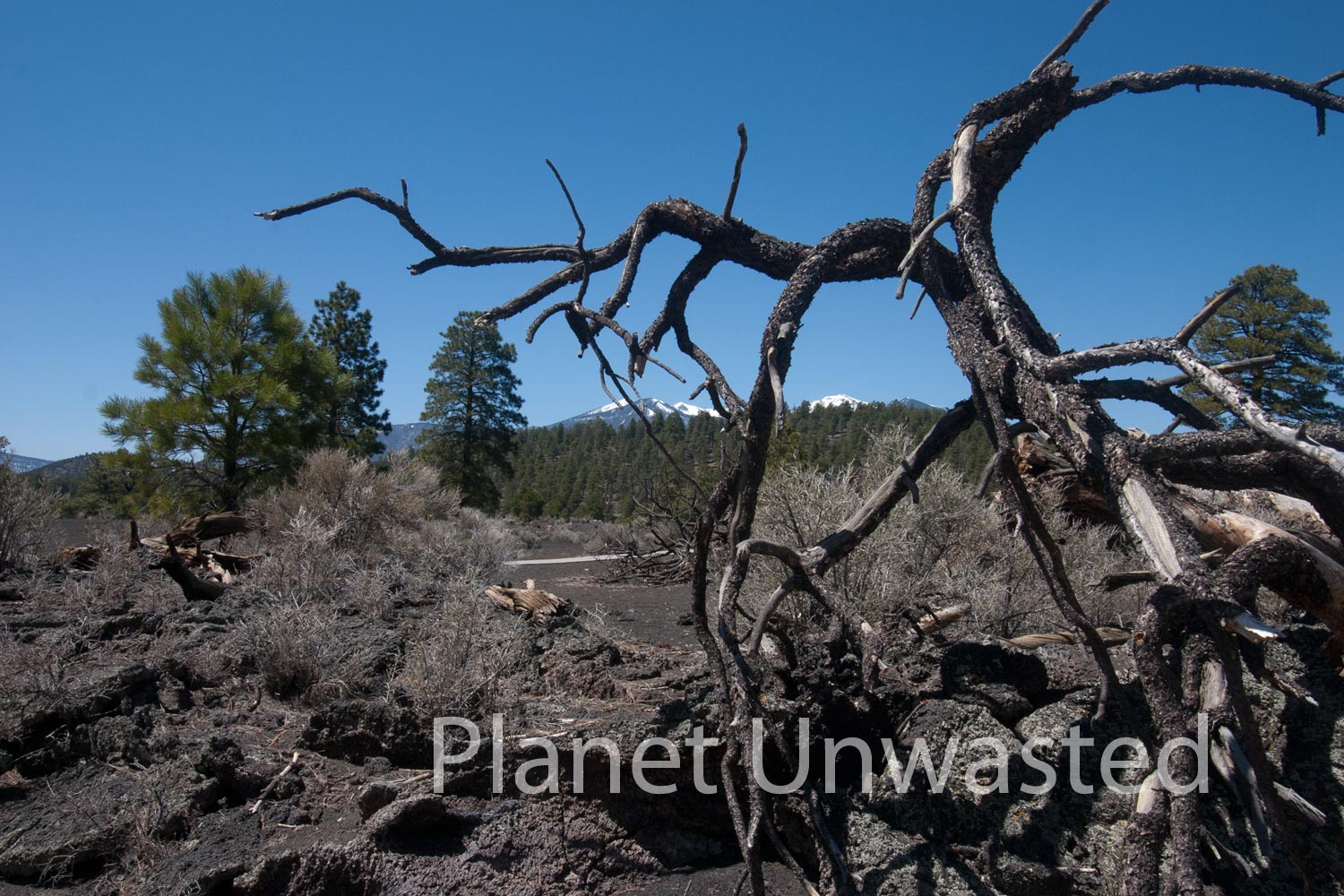 Dead Tree at Sunset Crater National Monument Stock Photography