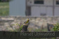 Yellow Bird at Tallgrass Prairie National Preserve Stock Photography