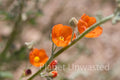 Orange Flowers at Tuzigoot National Monument Stock Photography