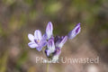 Purple Flowers at Tuzigoot National Monument Stock Photography