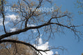 Branches Yosemite National Park Stock Photography
