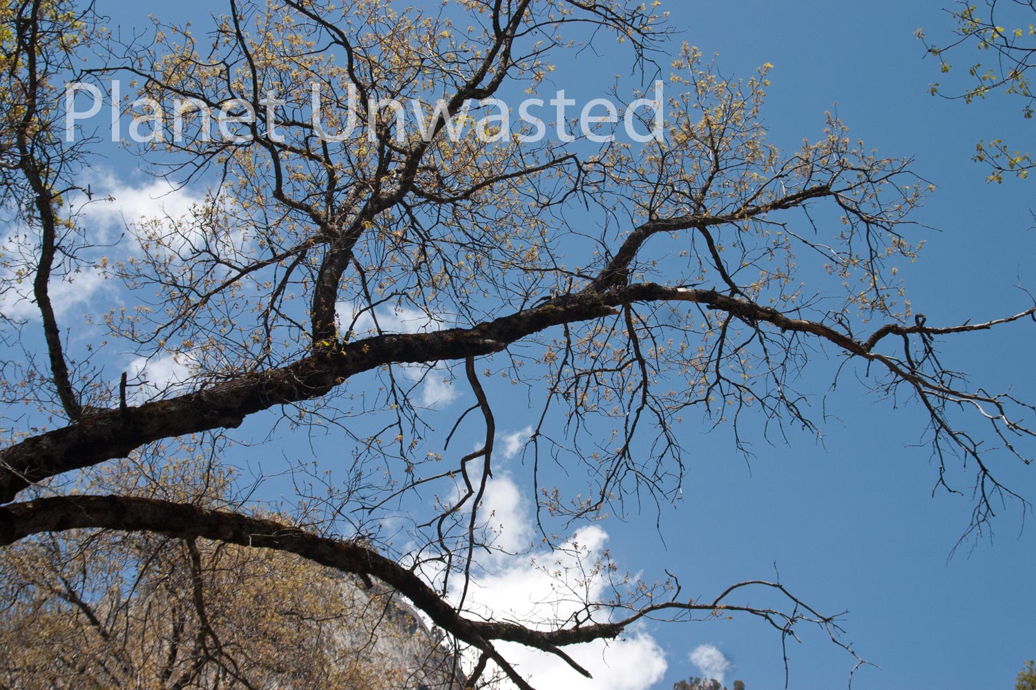 Branches Yosemite National Park Stock Photography
