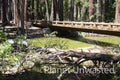 Bridge Across River Yosemite National Park Stock Photography