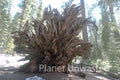 Fallen Whole Sequoia at Yosemite National Park Stock Photography