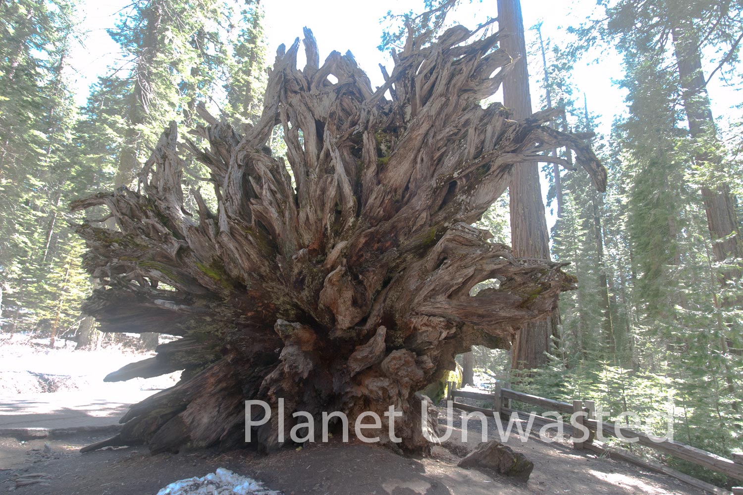 Fallen Whole Sequoia at Yosemite National Park Stock Photography
