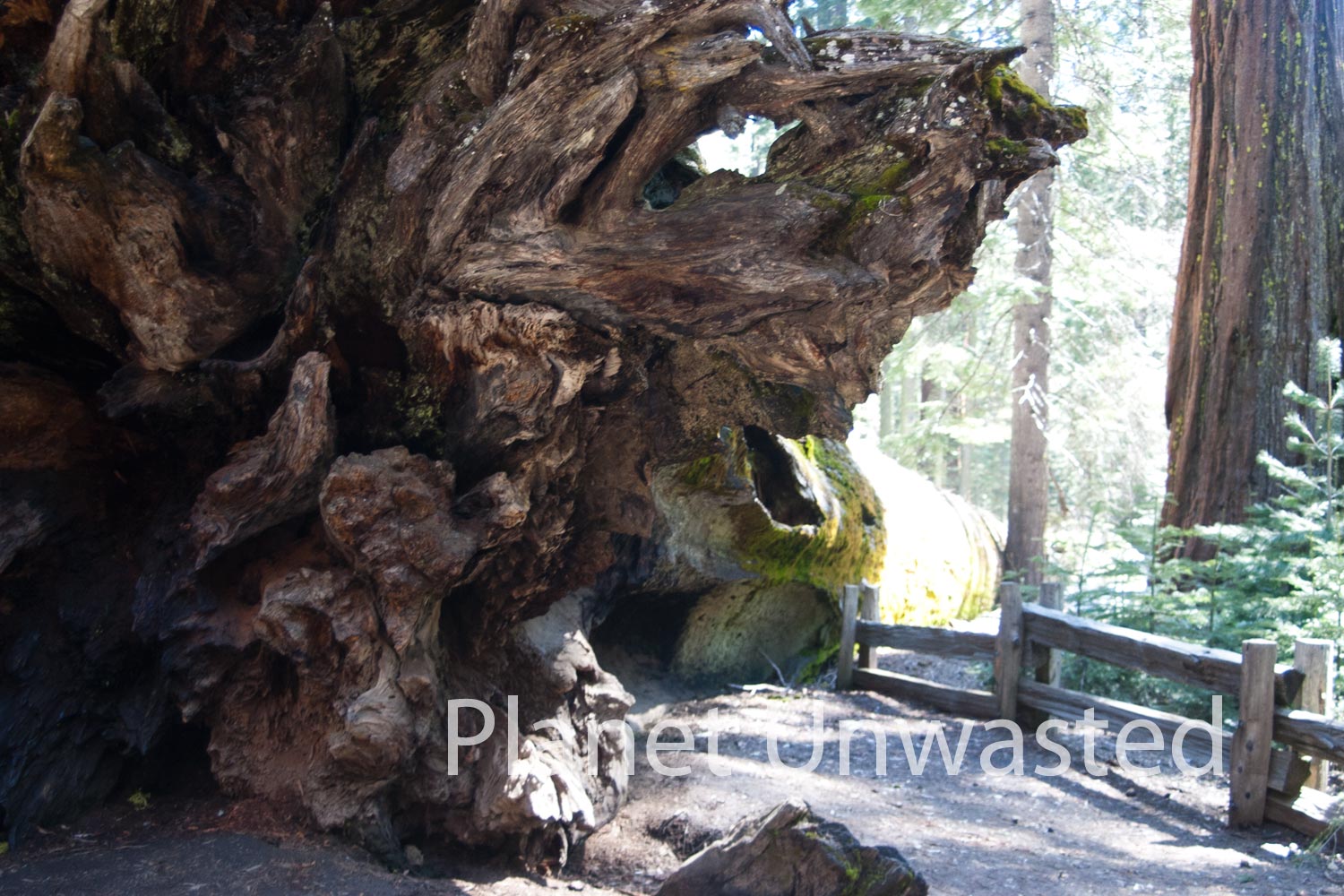 Fallen Sequoia at Yosemite National Park Stock Photography
