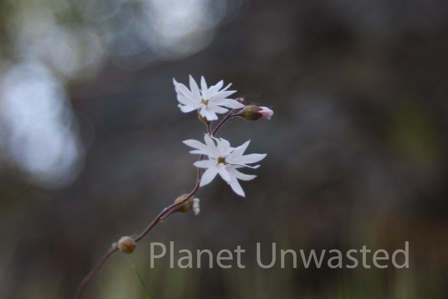 Pink Flowers at Yosemite National Park Stock Photography