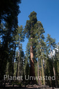 Tall Sequoias at Yosemite National Park Stock Photography