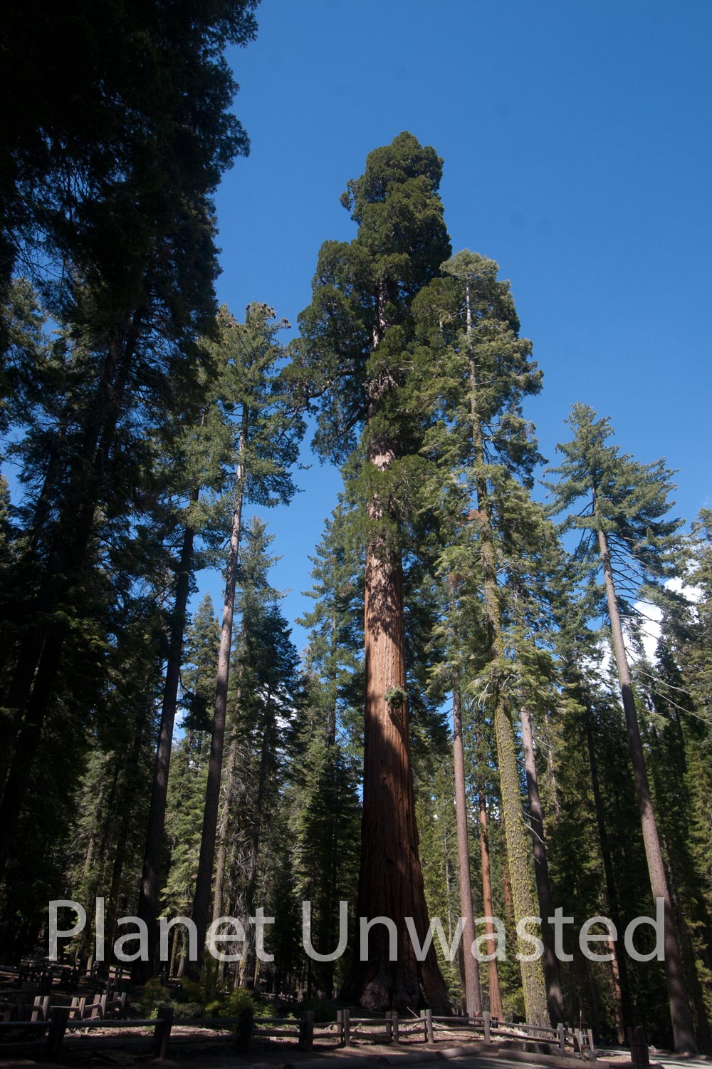 Tall Sequoias at Yosemite National Park Stock Photography