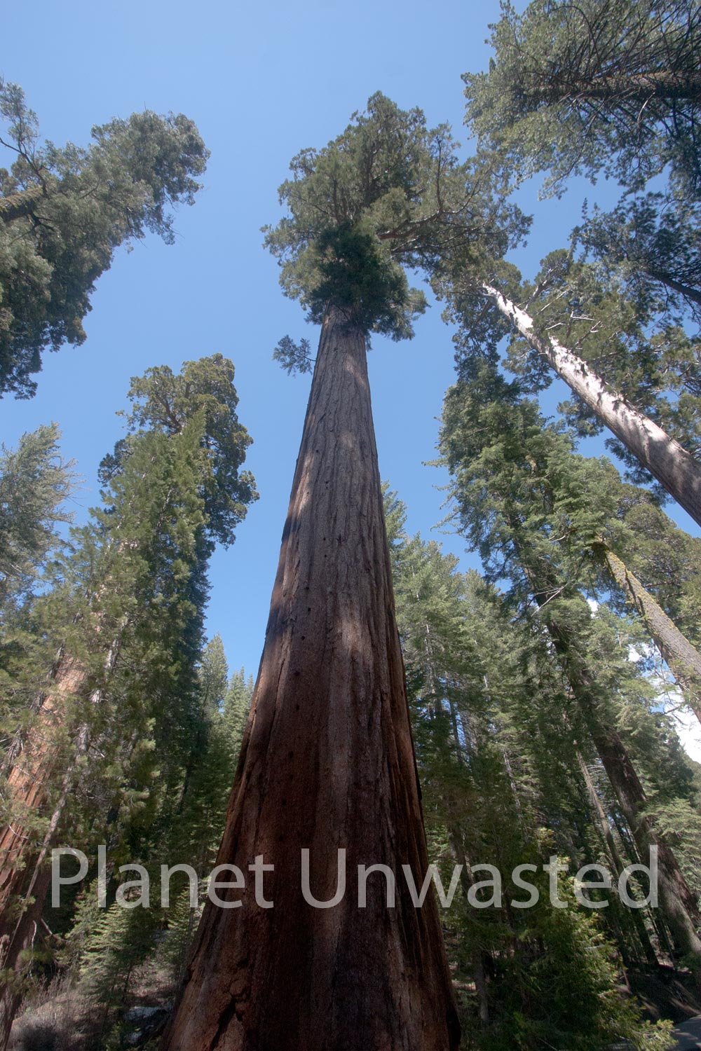 Sequoias Vertical at Yosemite National Park Stock Photography
