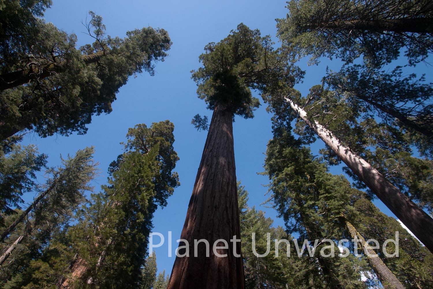 Sequoias at Yosemite National Park Stock Photography