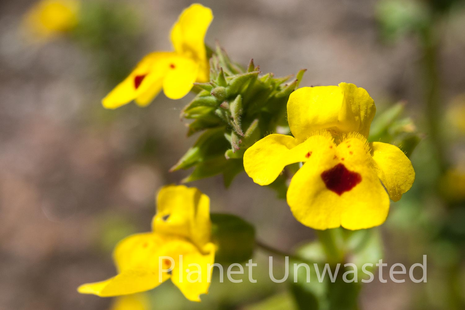 Yellow Flowers at Yosemite National Park Stock Photography