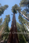 Sequoias Vertical Yosemite National Park Stock Photography